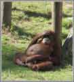 Ramat Gan safari zoo