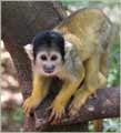 Monkeys forest near Karmiel, Israel