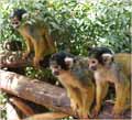 Monkeys forest near Karmiel, Israel