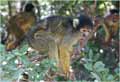 Monkeys forest near Karmiel, Israel