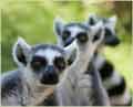 Haifa zoo lemurs